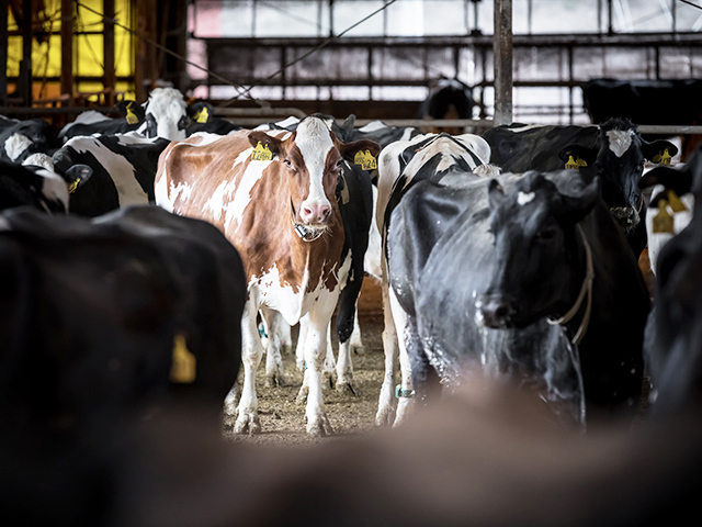 乳牛、肉牛どちらも数千頭規模の牧場で導入・活用されている「U-motion(R)」だが、今後は新しいアラートの開発など、畜産農家へのメリット還元につながる機能向上に努めていく。