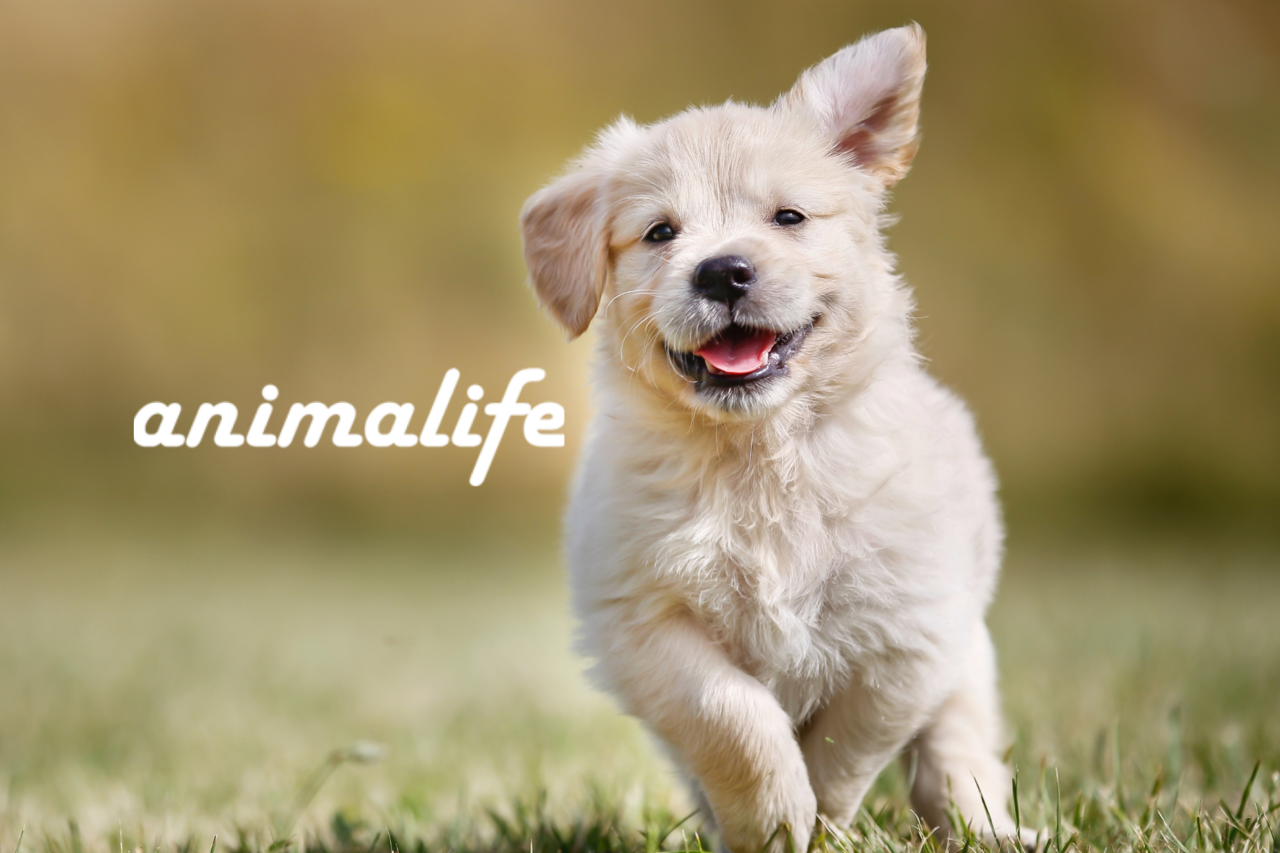 株式会社アニマライフ 求人画像1