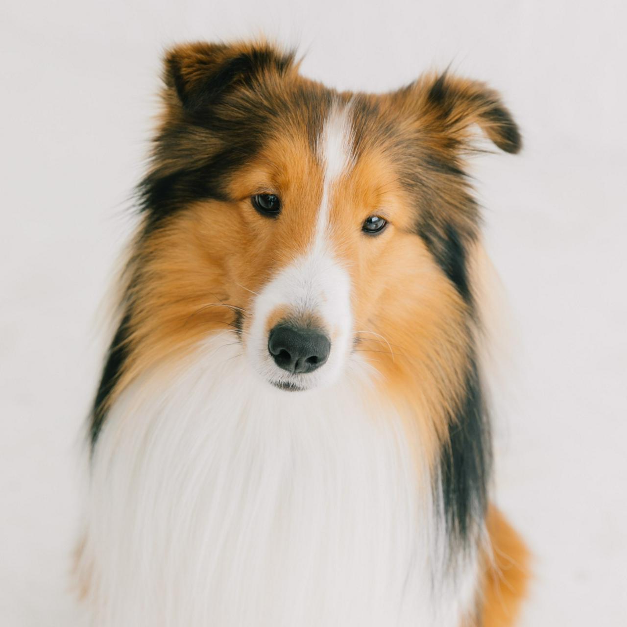 リトルファミリー少額短期保険株式会社 求人画像1