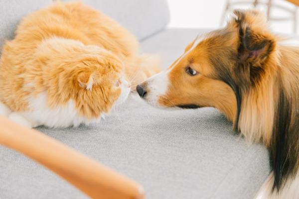 募集している求人：IT事務（テスター）