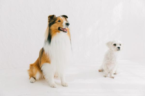 募集している求人：Webマーケティング リーダー（Web Marketing Lead）