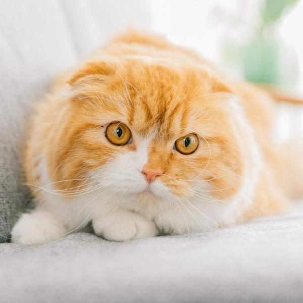 募集している求人：インフラエンジニア