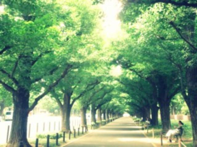 オフィスは外苑前の銀杏並木を見下ろす好立地。