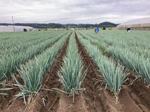 募集している求人：自社農園「YUIME FARM」農場統括マネージャー（生産・運営・人材育成）