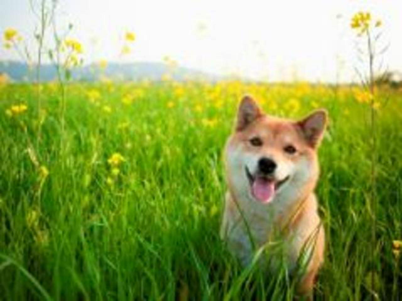 アニコム損害保険株式会社 求人画像1