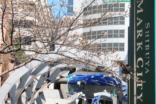マークシティ出入り口の桜が春の訪れを教えてくれます。