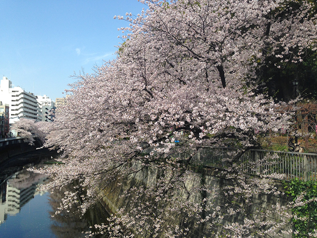 春は近くの江戸川橋～早稲田の見事な桜並木でお花見散歩が楽しめます
