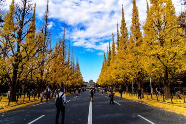 近隣の風景（神宮外苑の銀杏並木）