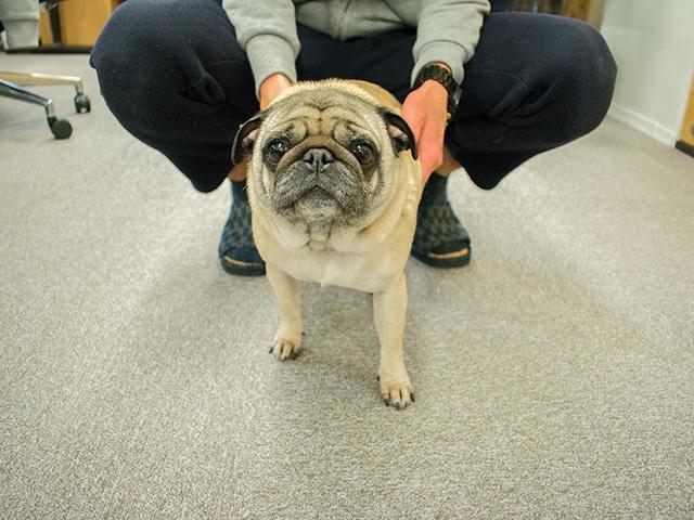 警備担当のパグ犬、ハナちゃん。
社内一の人気者だ。