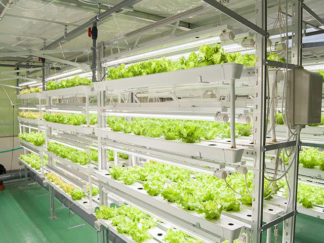 社内にはレタス工場もあり、アグレンジャーを使って育てた無農薬のレタスを販売しているというから驚きだ。