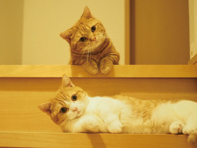 ペットライフに重要な位置を占める、オンリーワンのプラットフォーマーを目指す。
※写真：Instagramで27万人のフォロワーを誇るanicasタレント猫「茶太郎・きなこ」