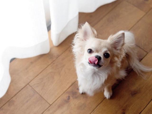 ピーリンクには、当然ながらペット好きなメンバーが集まっている。風通しの良い社風のもと、ペットや動物のことを語りながら働ける、楽しい空間がある。
※写真：チワワ業界No1ユーチューバーのanicasタレント犬「チワワの銀さん」