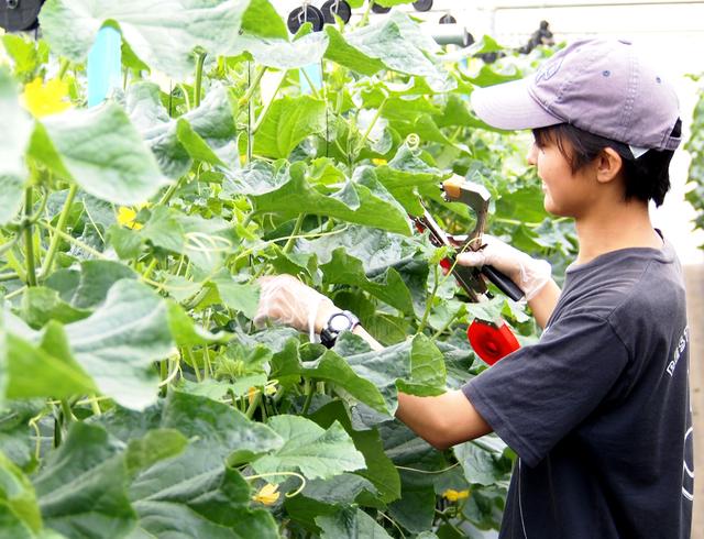 一般的な栽培に比べて、同社の収穫量は2.4倍に達するという。