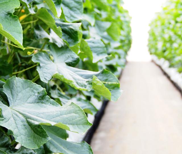 社内の生産部隊と連携しながら、さまざまなセンサーを使ってハウス内の環境や土の状況をリアルタイムで測定できるシステムを構築したり、アプリやシステムのUIを改善したりと、取り組むべきことは山のようにある。