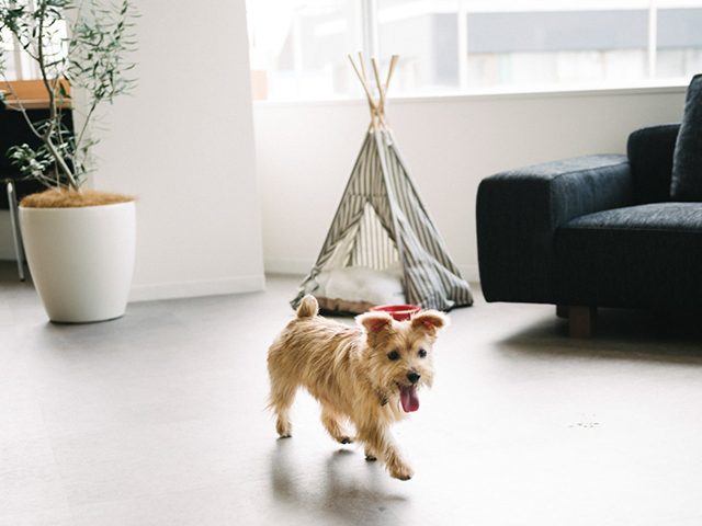 オフィスにはメンバーの愛犬が遊びに来ることも。フラットで風通しの良い環境です。