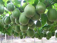 お茶エキスパウダーに続く売れ筋商品「羅漢果」