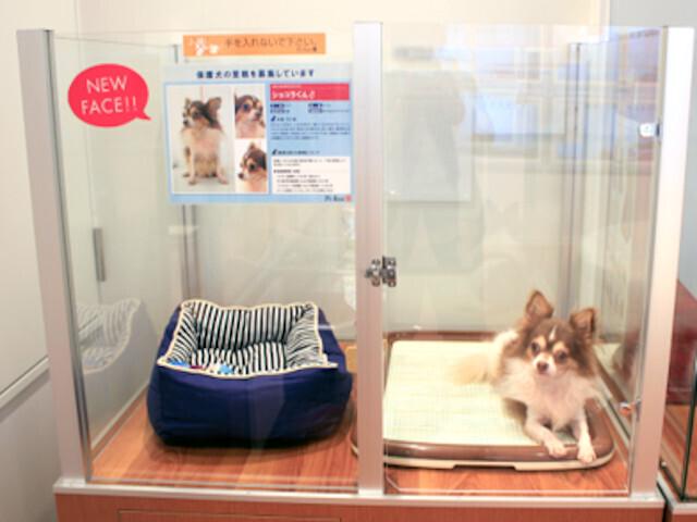 2013年3月より、保健所などから救助した保護犬を店頭やペットイベントで紹介し、譲渡活動を行っている。安易な取引、再放棄を防止するため、譲渡に当たっては同社の定める譲渡条件に基づいて審査を行い、条件を満たした方のみに譲渡を行っている。また、店頭では保護犬専門の展示ブースを設け、子犬・子猫だけでなく、保護犬とも出会えるペットショップとして譲渡を促進している。