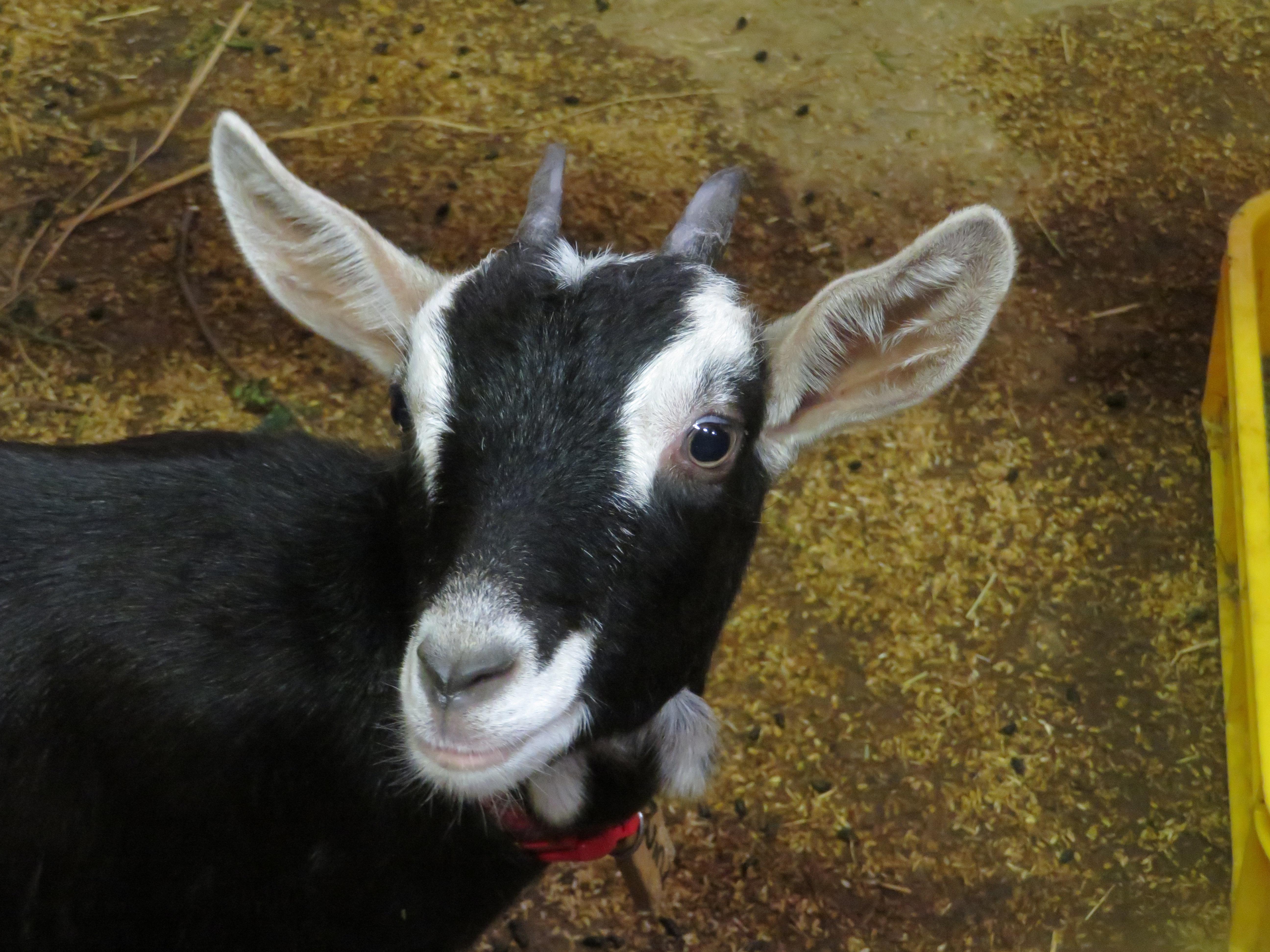 特にヤギが推しで、あるヤギのスポンサー活動も行っている。