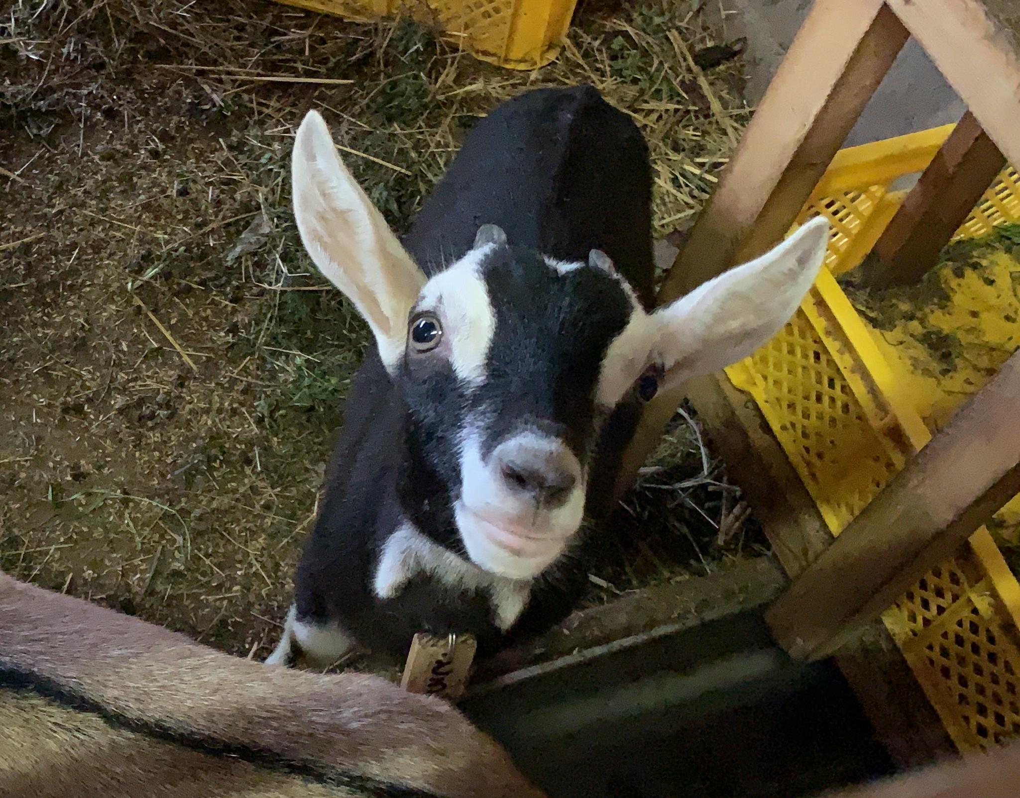 「モフモフは正義」を掲げ、仕事に疲れた時には動物をモフモフすることを推奨。