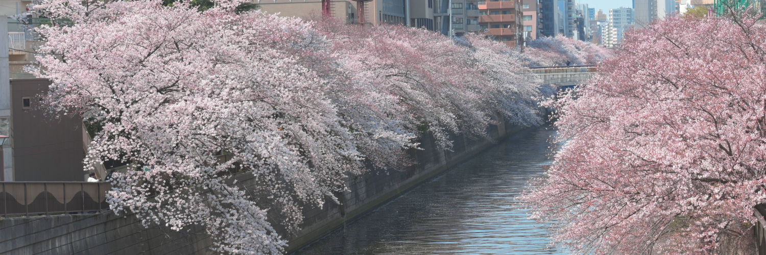 オフィスは目黒川近くに位置し、春には桜が咲き乱れる