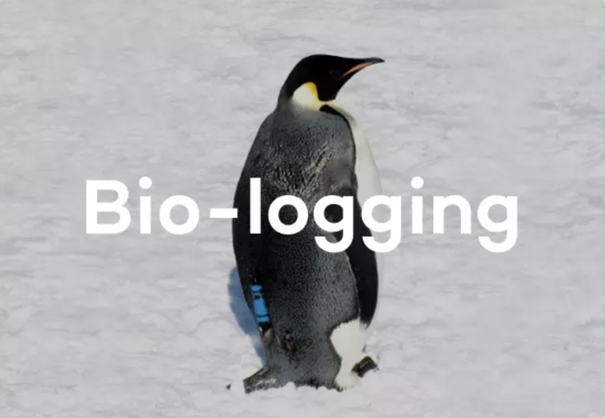 ヒトが見ることのできない動物の時間を見えるようにするのが、水中で目視できない海洋生物に加速度ロガーなど小型のセンサーを装着し、生態行動を調査する研究手法『バイオロギング』です。