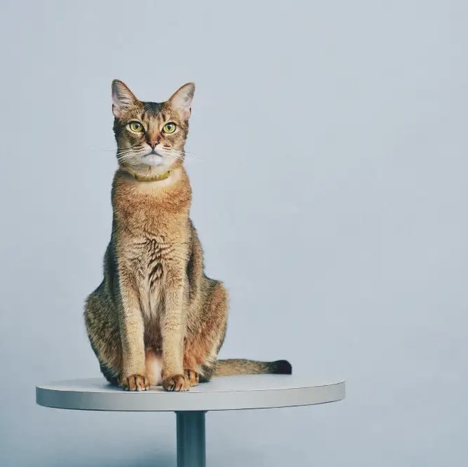 ブリ丸（Chief Cat Officer）
2016年3月24日、東京都足立区のキャッテリーにてアビシニアンブルーの母とソマリルディの父の間に生まれる。同年5月に当社代表の伊豫に見初められ家族になる。2018年2月22日よりRABOのChief Cat Officerに就任、テストデータ収集やプロダクト開発、カスタマーサクセスを担当。世界中の猫様の幸せのため日々奔走している。好きな言葉は「トリムネ」。