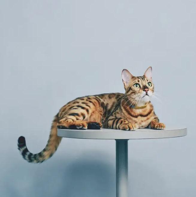 おでん（Chief Cat Officer(Assistant)）
2019年2月6日、富士山の見えるキャッテリーにて生まれる。お父さんはチャンピオン猫。オフィスに元々居たぬいぐるみ猫「おでん」と良く似ていることから伊豫に見初められる。ごはんが大好きでCCOのごはんを奪っては怒られる毎日。ちょっとだけビビリだが愛されキャラで、オフィスにいるときには皆に愛嬌をふりまきながらデータ収集や撮影モデルなどCCOのお手伝いをしている。