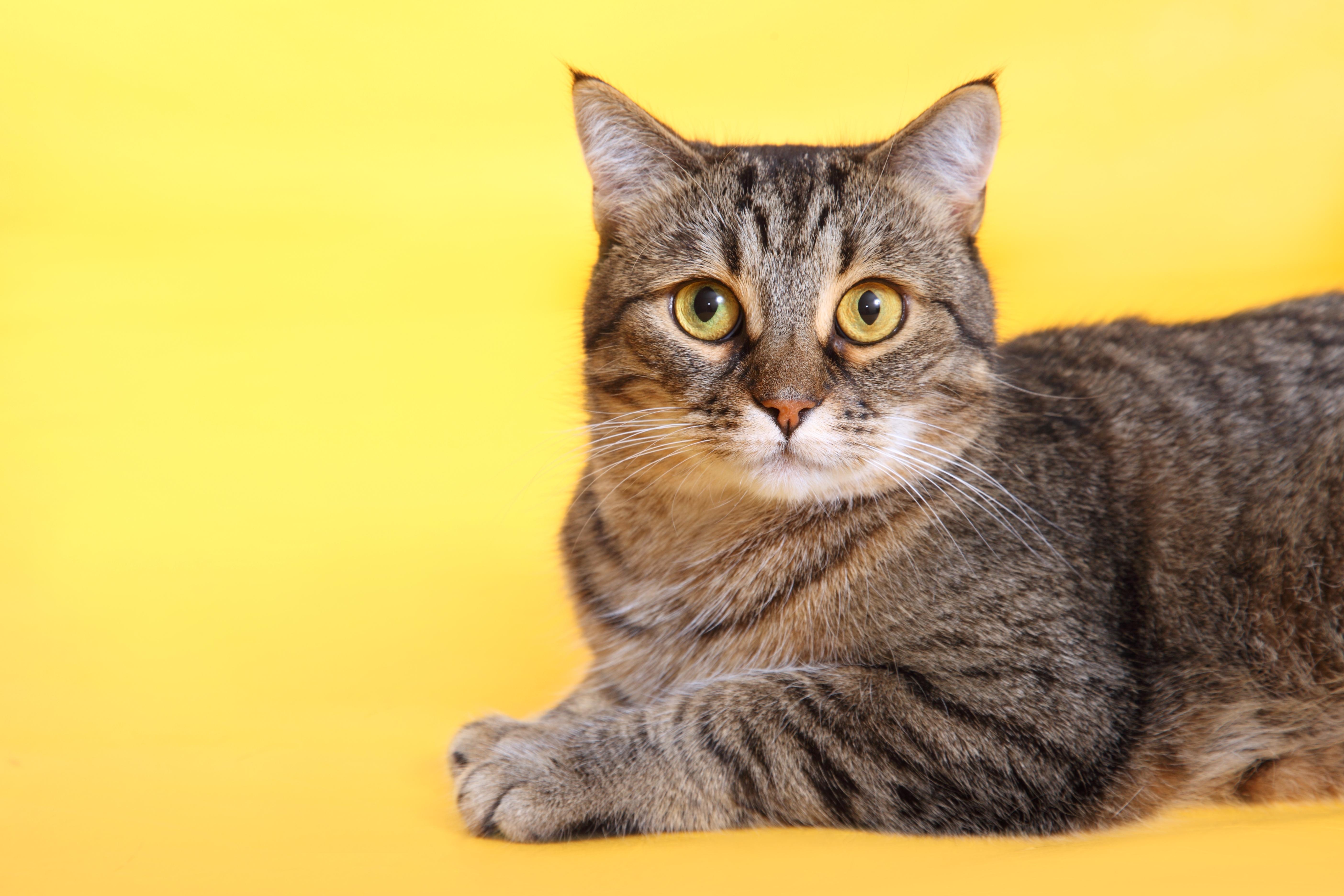 株式会社 TYLのイメージ画像2