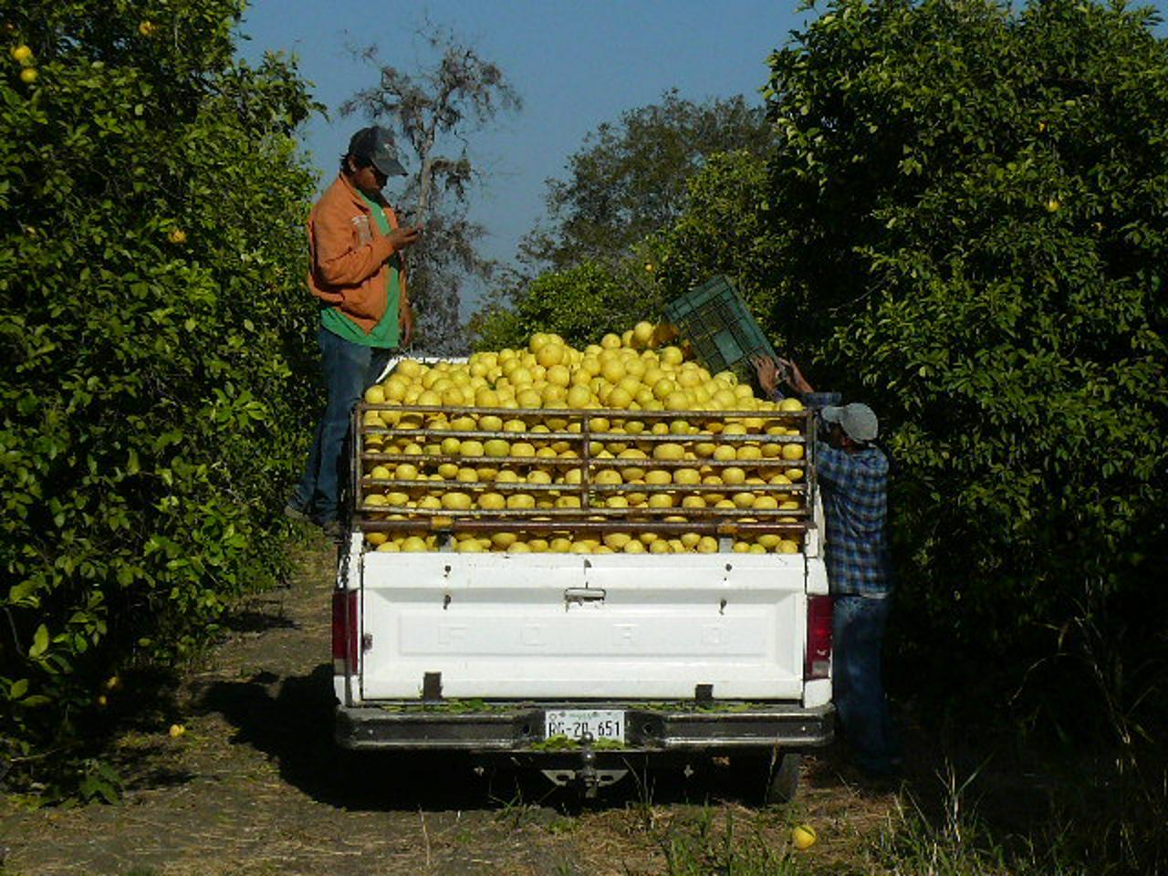 西本Wismettacホールディングス株式会社 求人画像1