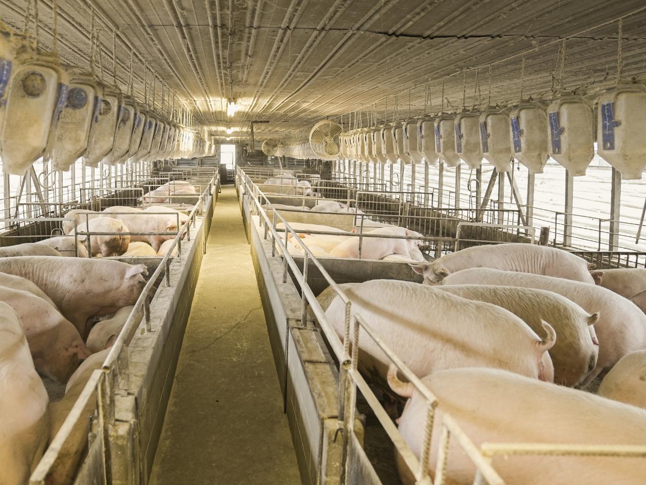 株式会社 Eco-Porkのイメージ画像1