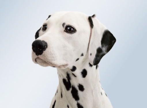 事業内容：子犬子猫専門のペットショップ『P’s-first』およびアフターサポート事業