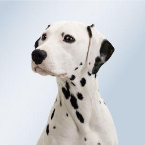 企業メインロゴ