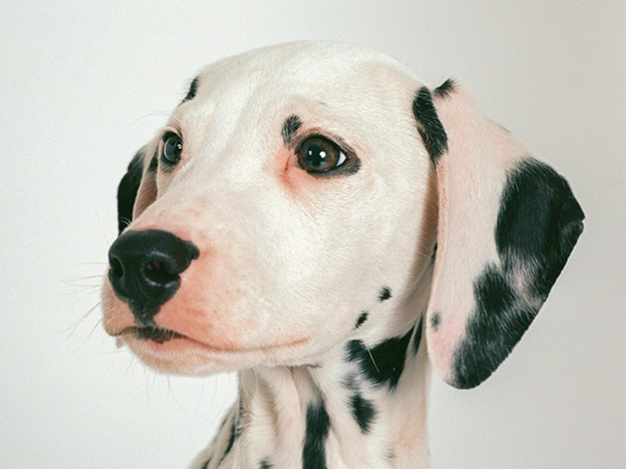 ペッツファースト株式会社 求人画像1