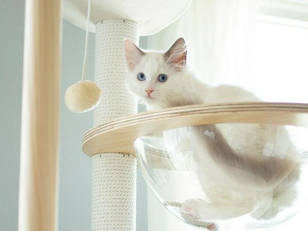 募集している求人：EC販促・マーケティング担当【ペット事業】