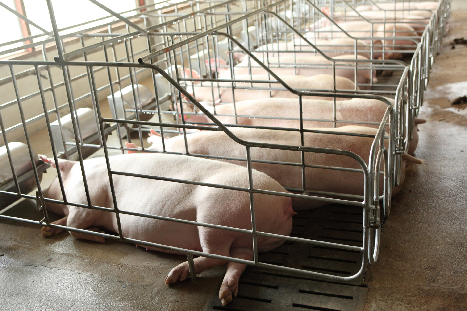 株式会社 Eco-Porkのイメージ画像2