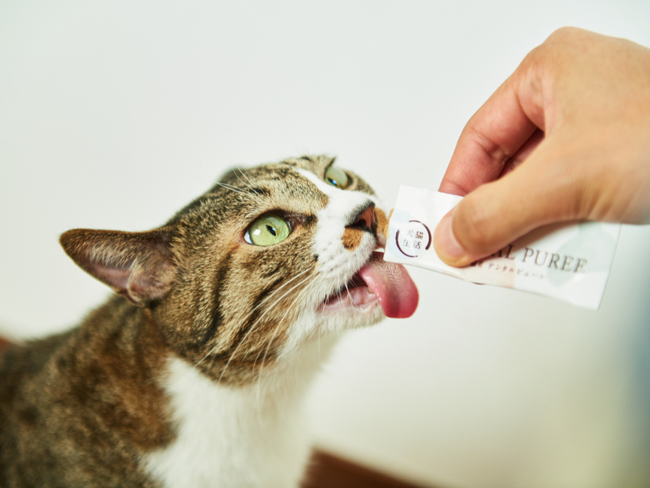 犬猫生活 株式会社のイメージ画像3