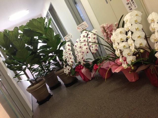 創業4年間で3回目の引越し
素敵な観葉植物をたくさんいただきました！