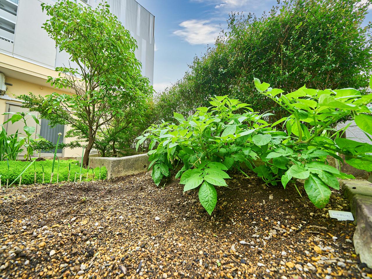 社内の一角でオフィス菜園に取り組み、野菜や花を育てている。収穫した野菜を皆で食べることも。