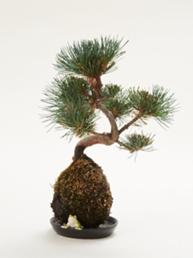 風通しの良い自由な社風で、机回りに自分の趣味のアイテムを置いて仕事に対するやる気を高めている社員もいます（一例：盆栽）